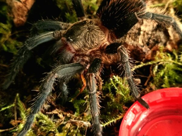 Generic Spider 1