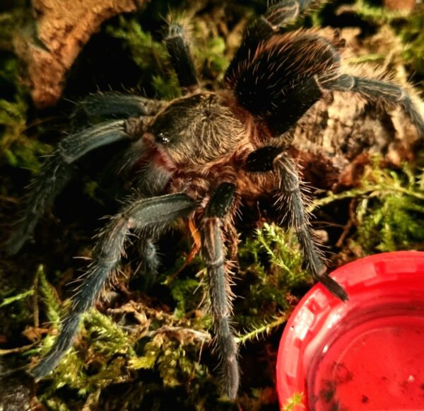 Generic Spider 1