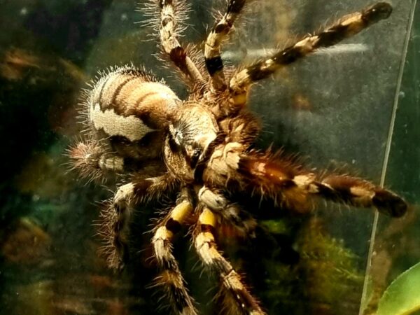 Poecilotheria Regalis