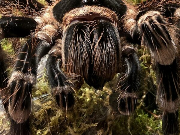 H. Gigas