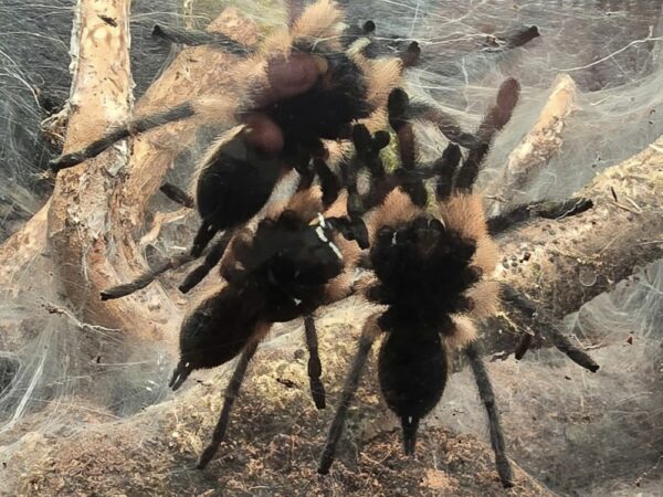 Monocentropus Balfouri Mature Males