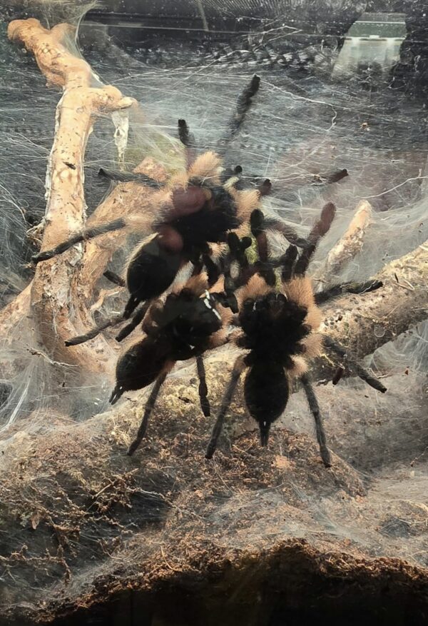Monocentropus Balfouri Mature Males