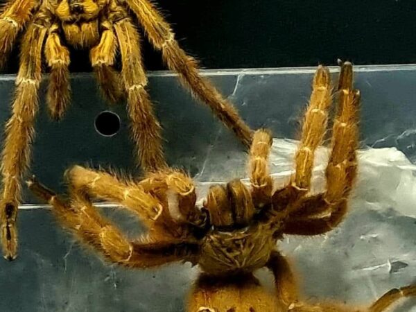 Orange Baboon Tarantula
