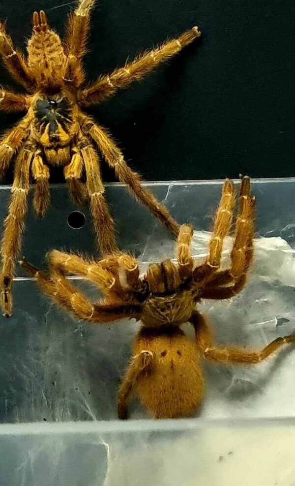 Orange Baboon Tarantula