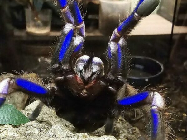 Chilobrachys natanicharum