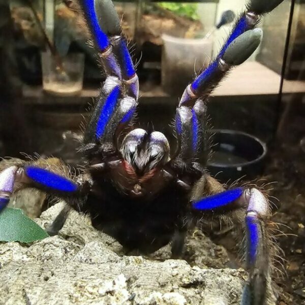 Chilobrachys natanicharum